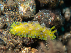 Phyllidiopsis cardinalis - juvenile