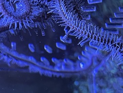 Ophiomastix annulosa