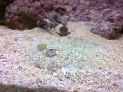 Pfauenbutt, Bothus lunatus