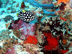 Balistoides conspicillum - Leopardendrücker - MLE - Thudufushi - Emboodhoo Thila