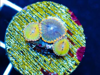 Generic placeholder thumbnail