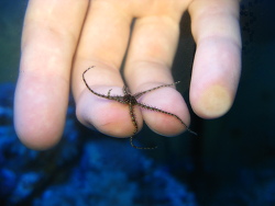 Ophiocoma pumila - Schlangenstern