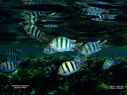 Abudefduf vaigiensis