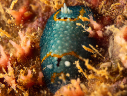 Aldisa theveneti, Mont-Dore, NC-SU, NC 2025