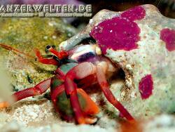 Calcinus californiensis