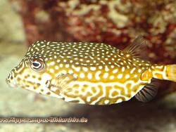 Ostracion whitleyi thumbnail