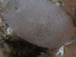 Philine aperta,outer photographers, Cape Point, Cape Town, South Africa 2022 (CC-BY-SA)