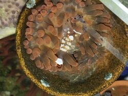 Pfauenauge Anemone Garnele