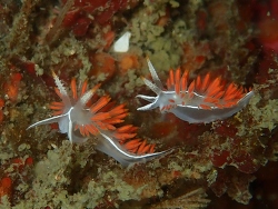 Portorchardia candela, Point Hudson, Port Townsend, WA, USA 2019