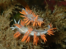 Portorchardia Candela, West of Point Glover 2019