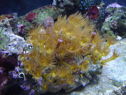 Parazoanthus sp. 01 - Gelbe Krustenanemone