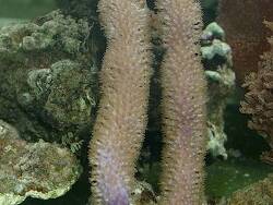 Pseudoplexaura porosa thumbnail