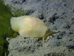 Berthella Plumula,Finistère, Bretagne, FR 2025