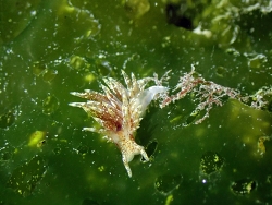 Eubranchus pallidus,Finistère, Bretagne, FR 2025