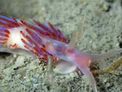 Facelina auriculata,Hérault, Languedoc-Roussillon, FR 2025