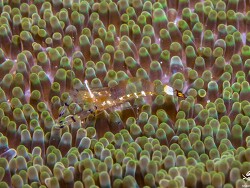 PN0A2148_Ancylocaris brevicarpalis, Tanzania 2025