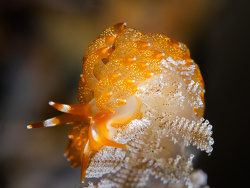 Tenellia yamasui,Labuan Pintukota, North Sulawesi, ID 2025