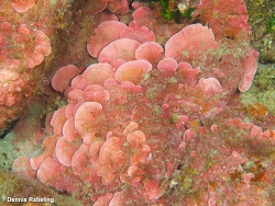 Mesophyllum expansum,Las Palmas, ES-CN, ES 2025