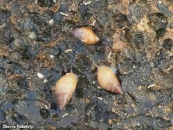 Myosotella Myosotis,Canary Islands, Spain 2023