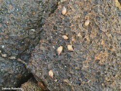 Myosotella Myosotis,Canary Islands, Spain 2023