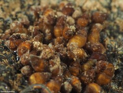 Myosotella Myosotis,Las Palmas, ES-CN, ES 2020