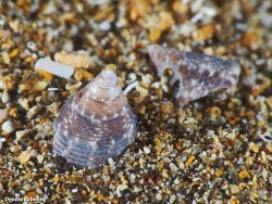 Jujubinus striatus, Las Palmas, Spanje 2021