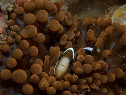 Amphiprion akindynos,Mooloolaba 2021