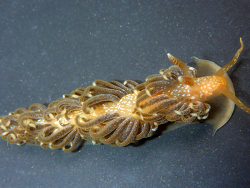 Spurilla braziliana,La Paz, Mexico 2016