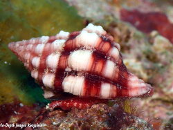 Peristernia nassatula , 32mm, Kwajalein