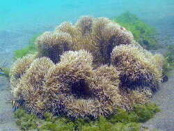 Stichodactyla gigantea, Bali