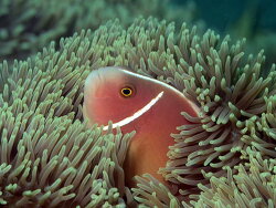 Stichodactyla gigantea, Bali 2025