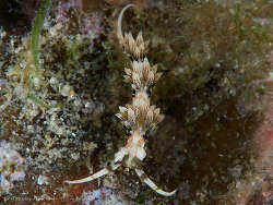 Phidiana bourailli,Gold Coast QLD, Australia 2024