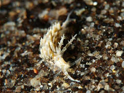 Phidiana bourailli,La Balsa 2024