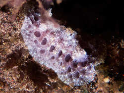 Atagema spongiosa,Tulamben, Kubu, Karangasem Regency, Bali, Indonesia 2025