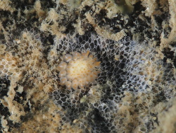 Limacia ornata,La Balsa Park 2023