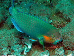 Scarus rivulatus,Rivulated or Surf parrotfish, 40.0cm, Anilao 2023