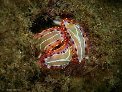Goniobranchus setoensis, La Balsa 2023