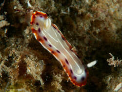 Goniobranchus setoensis, Gold Coast QLD, Australia 2024