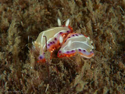 Goniobranchus setoensis,La Balsa 2023