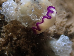 Pseudoceros gamblei,La Balsa 2020