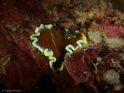 Pseudoceros duplicinctus,Mudjimba Island, Queensland, Australia 2024