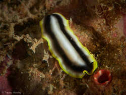 Pseudoceros paralaticlavus,Mudjimba Island, Queensland, Australia 2024