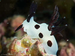 Trapania naeva,Mooloolaba, Hanging Rock 2024