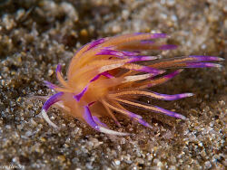 Unidentia aliciae, La Balsa 2023