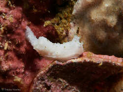 Aegires hapsis,Mooloolaba, Hanging Rock 2024