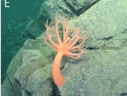 Foto: Südlicher Mittelatlantischer Rücken