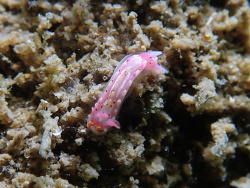 Naisdoris labalsaensis,Sunshine Coast QLD, Australia 2021
