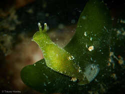 Elysia maoria, Tallebudgera Creek, Gold Coast QLD, Australia 2023