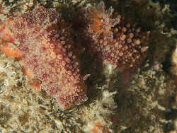 Carminodoris nodulosa,Tallebudgera Creek, Gold Coast QLD, Australia 2023