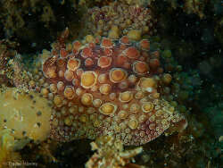 Carminodoris nodulosa,Tweed Heads NSW, Australia 2023